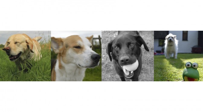 Dogs