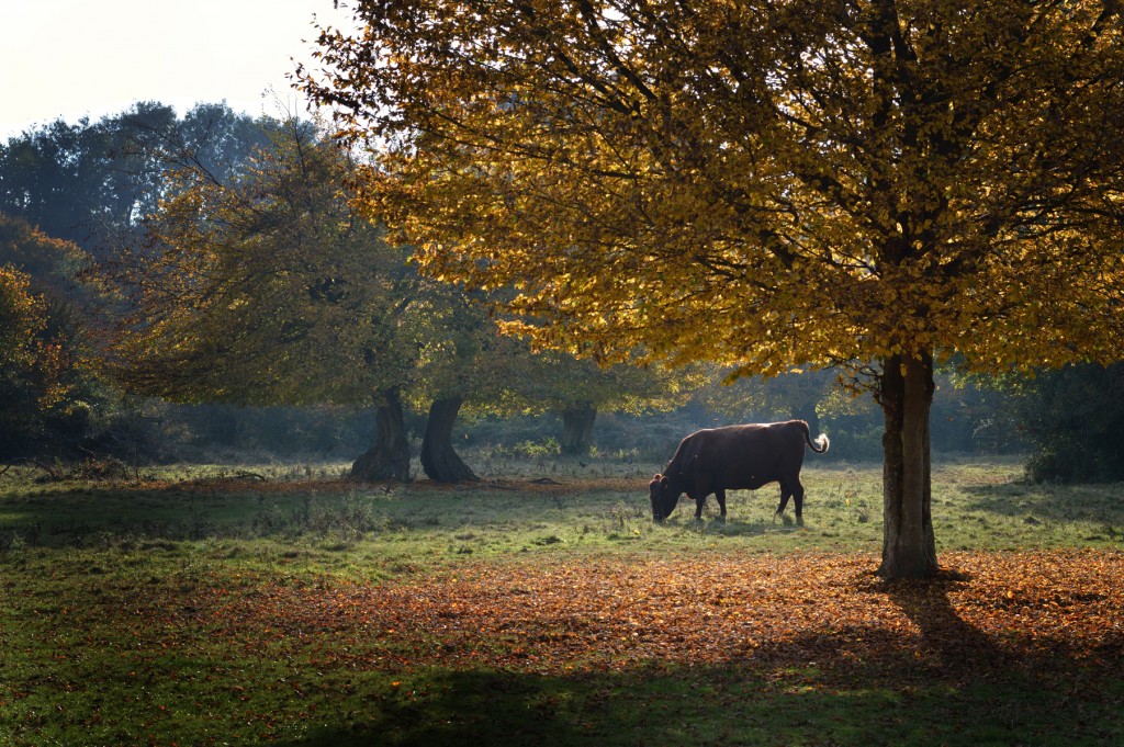 forest-cow-01