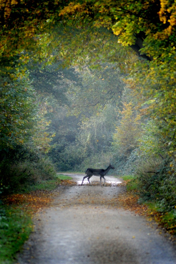 forest-deer-02